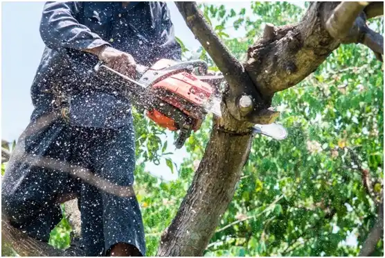 tree services La Parguera